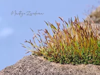 Gewoon muursterretje [Tortula muralis]